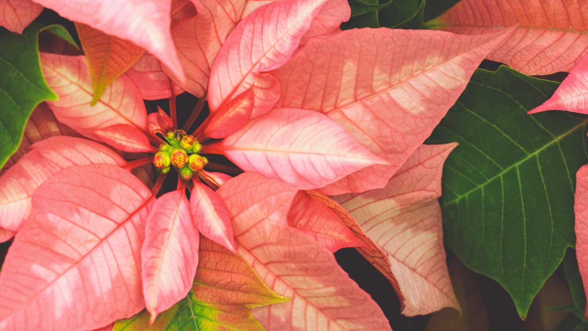 L'Euphorbia Pulcherrima nota come Stella di Natale o Poinsettia è la pianta più apprezzata durante il periodo natalizio.