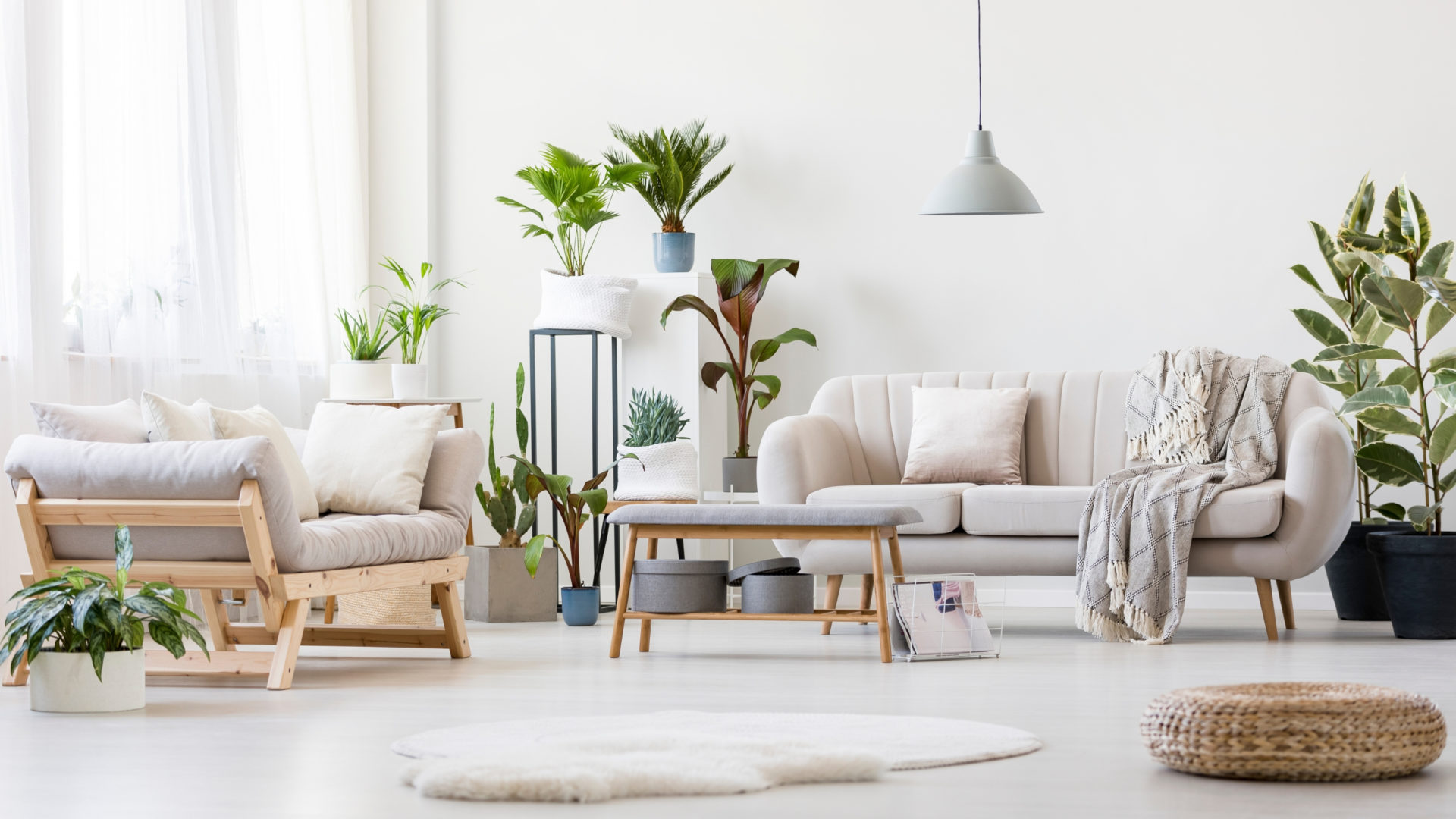 Piante in casa, arredo e benessere