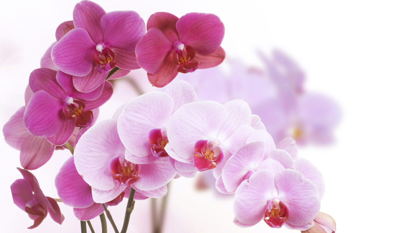 E' chiamata anche orchidea farfalla o orchidea falena per la forma del suo splendido fiore che ricorda le ali di una farfalla.