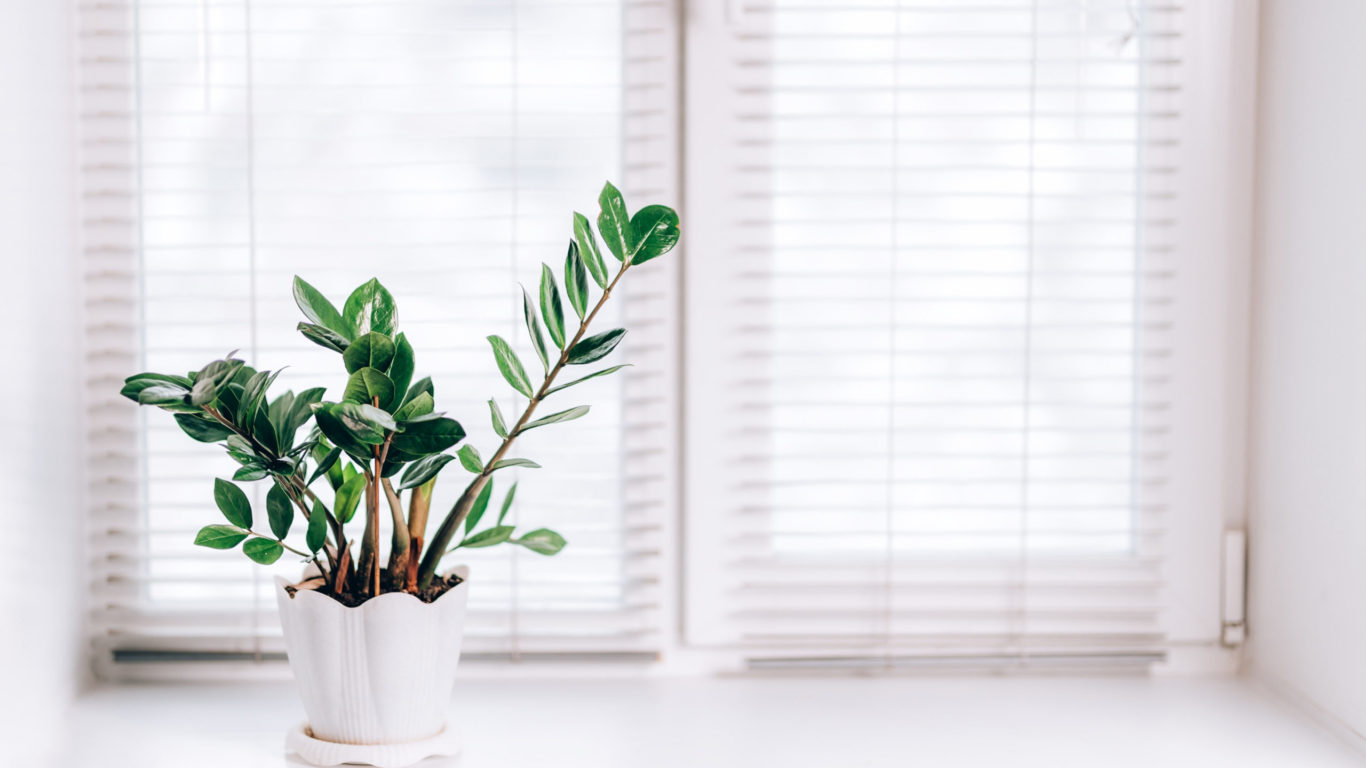 La zamioculcas è una pianta dal bel portamento, facilissima da curare si adatta bene in ambienti con scarsa illuminazione.