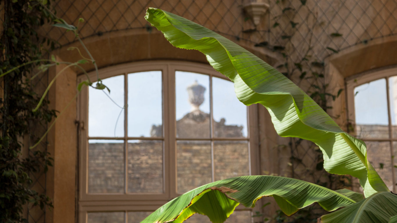 Con il suo stile rustico e altamente scenografico il banano da appartamento adorna la casa con gusto e originalità.