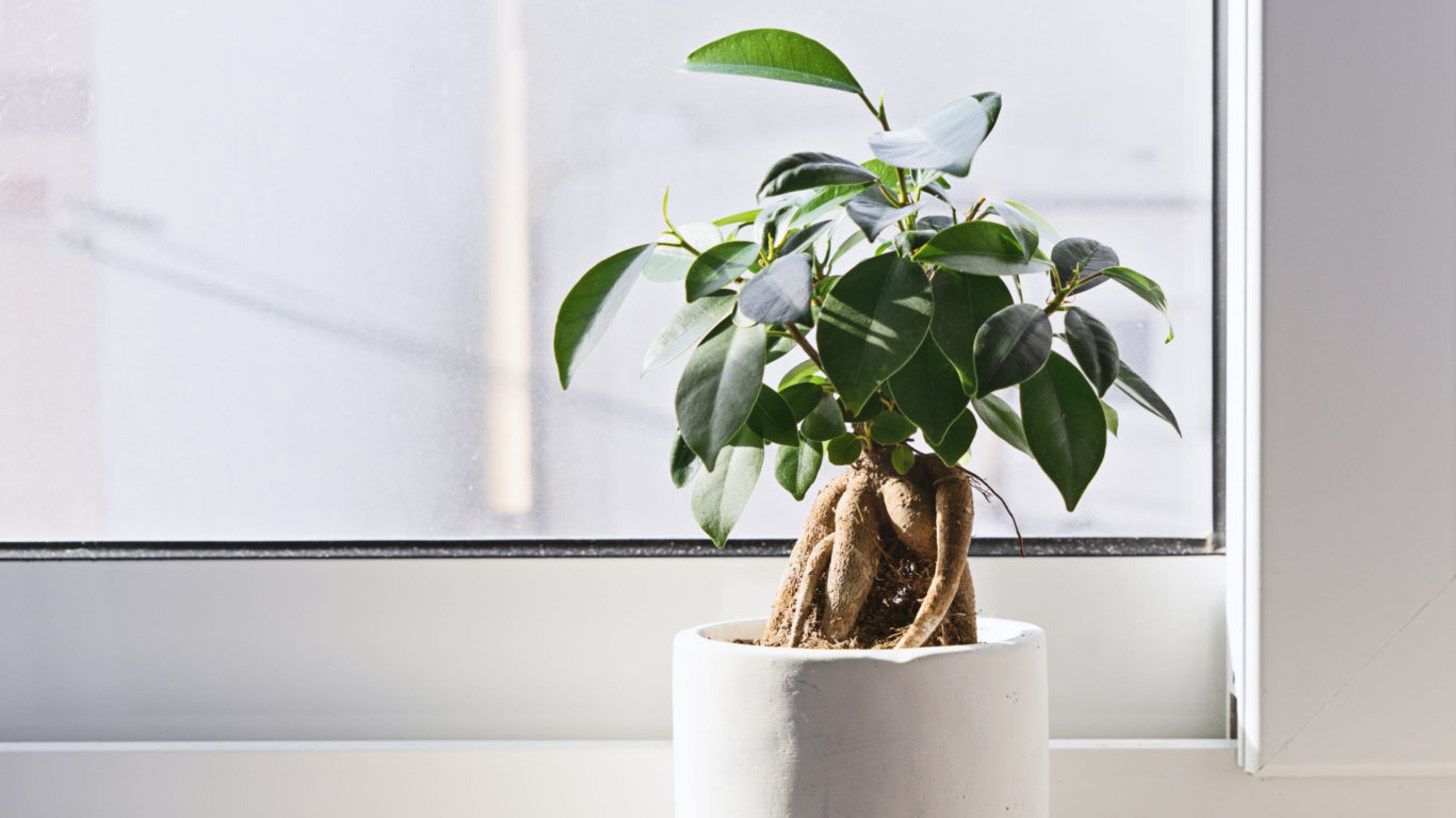 Il ficus bonsai è un ficus retusa coltivato come un bonsai, è perfetto per decorare gli ambienti interni.