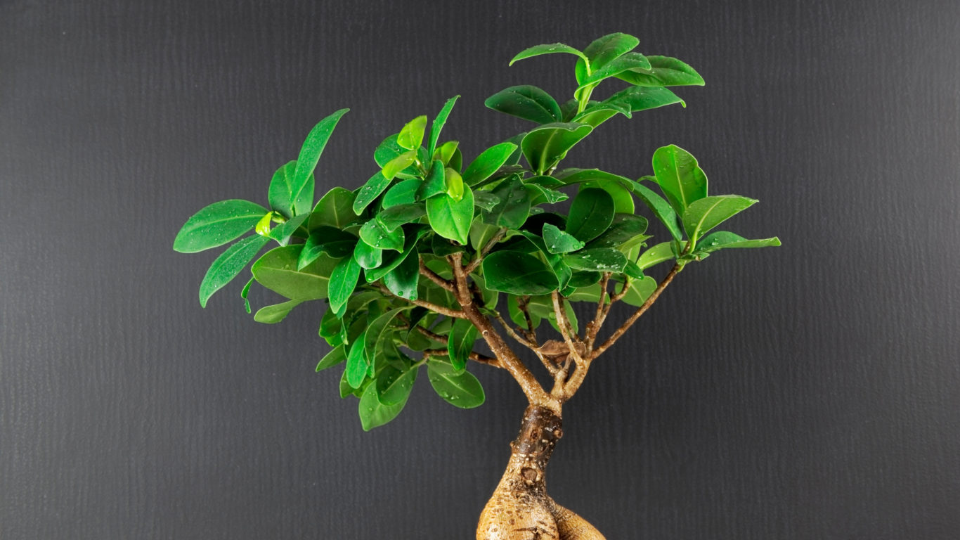 Il nome ginseng gli viene attribuito per via della forma della sua radice tozza e irregolare che ricorda la radice del ginseng.