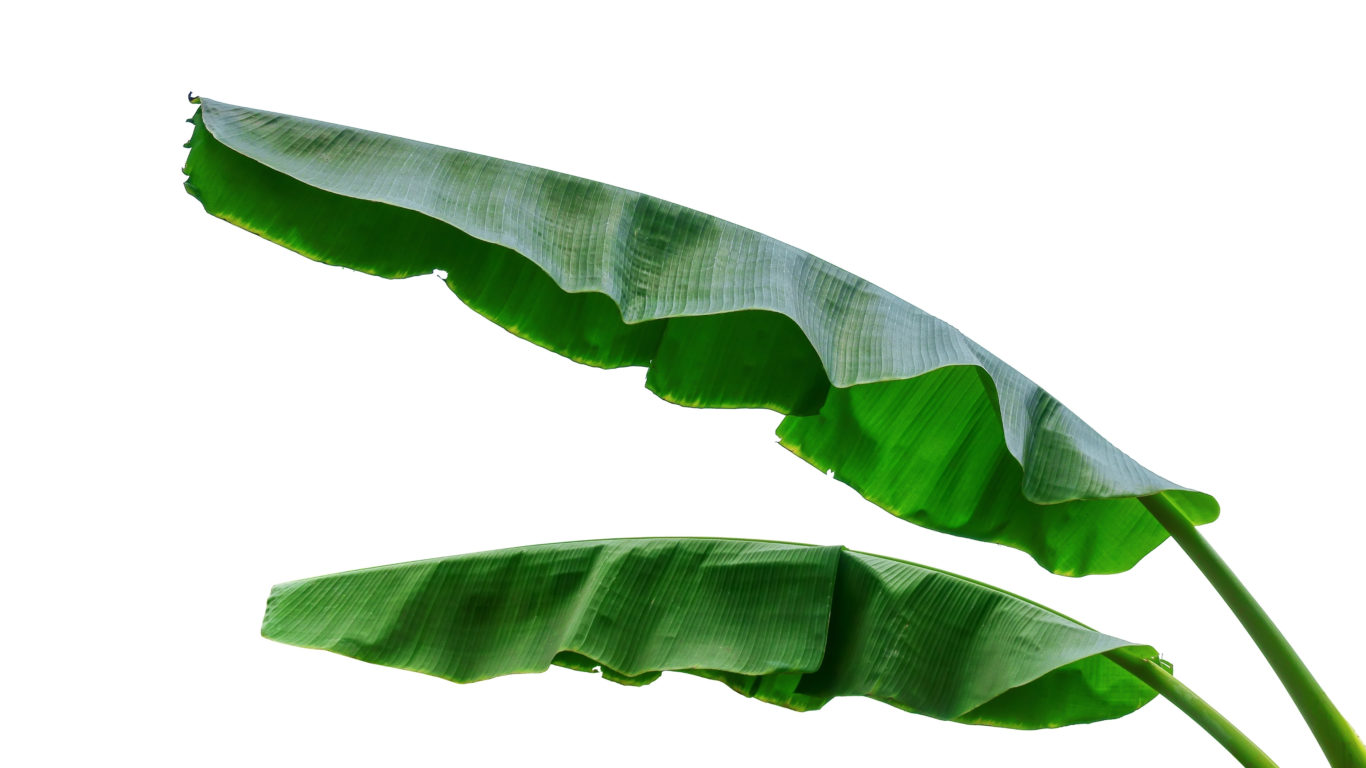 Con le sue bellissime e voluminose foglie verdi il banano è un ottimo complemento d'arredo.