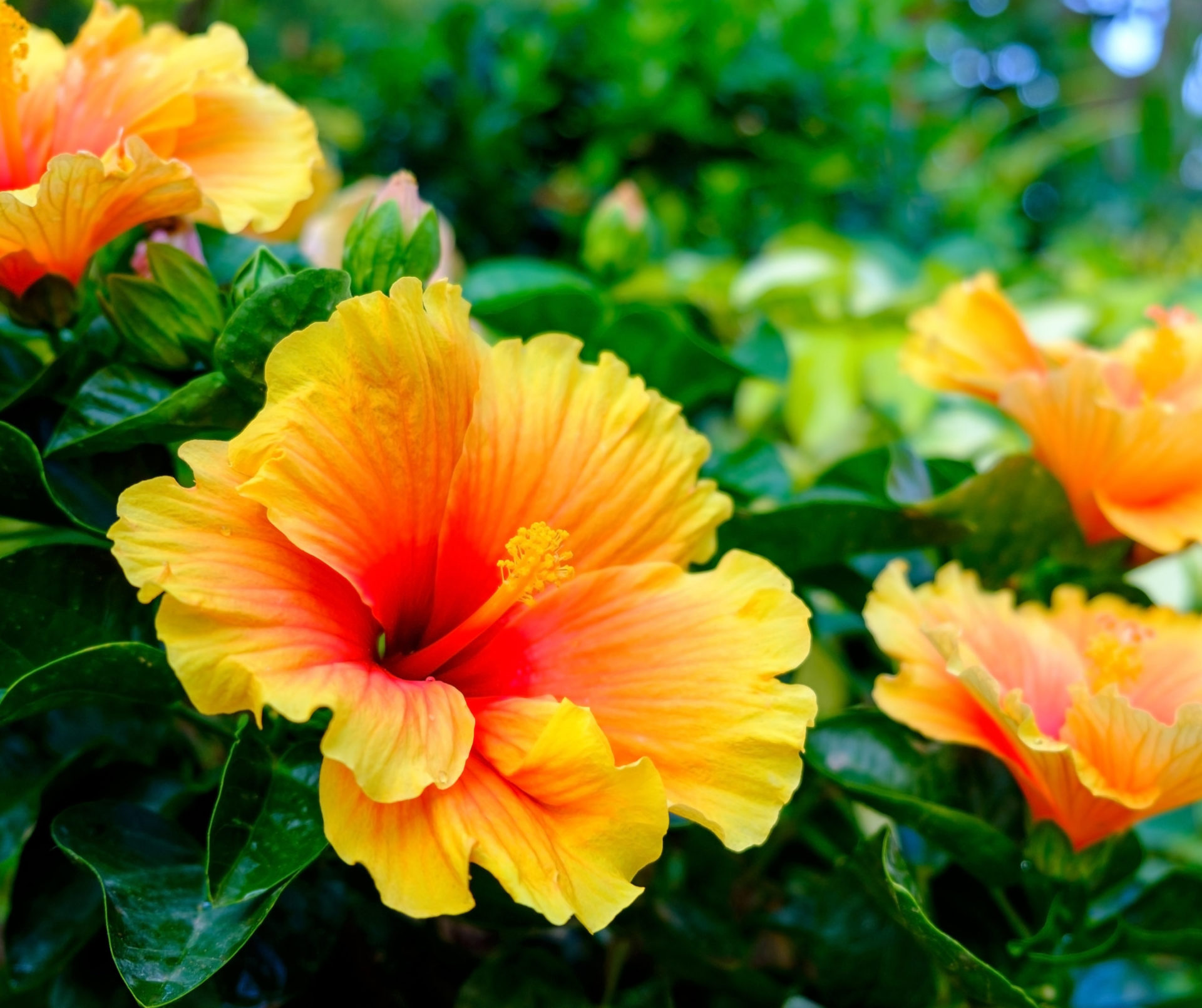 Splendida pianta tropicale caratterizzata da grandi e inconfondibili fiori disponibile in moltissime tonalità di colori.