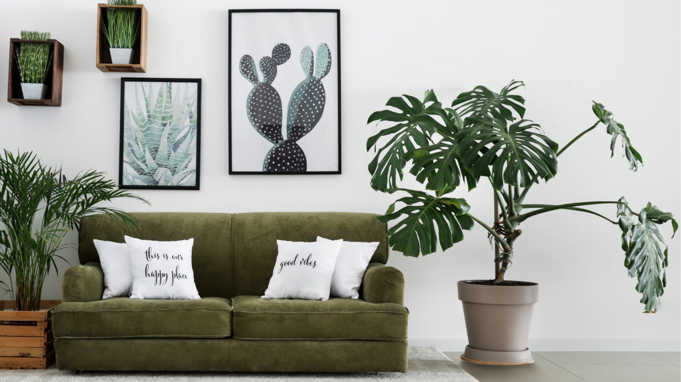 La monstera deliciosa è una pianta gettonatissima per creare ambienti di impatto grazie al suo grande effetto decorativo.