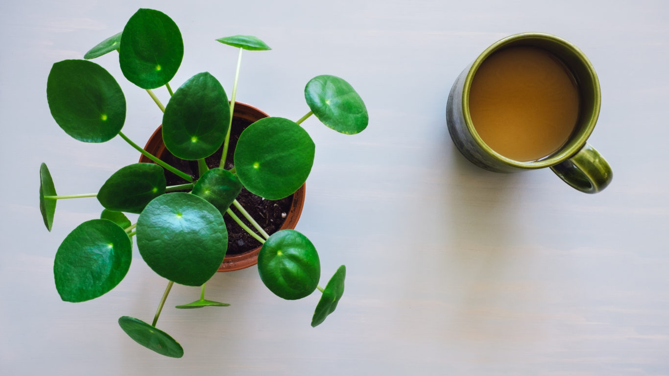 Facile da curare la pilea ha una forma e un portamento che la rendono perfetta come complemento d'arredo.