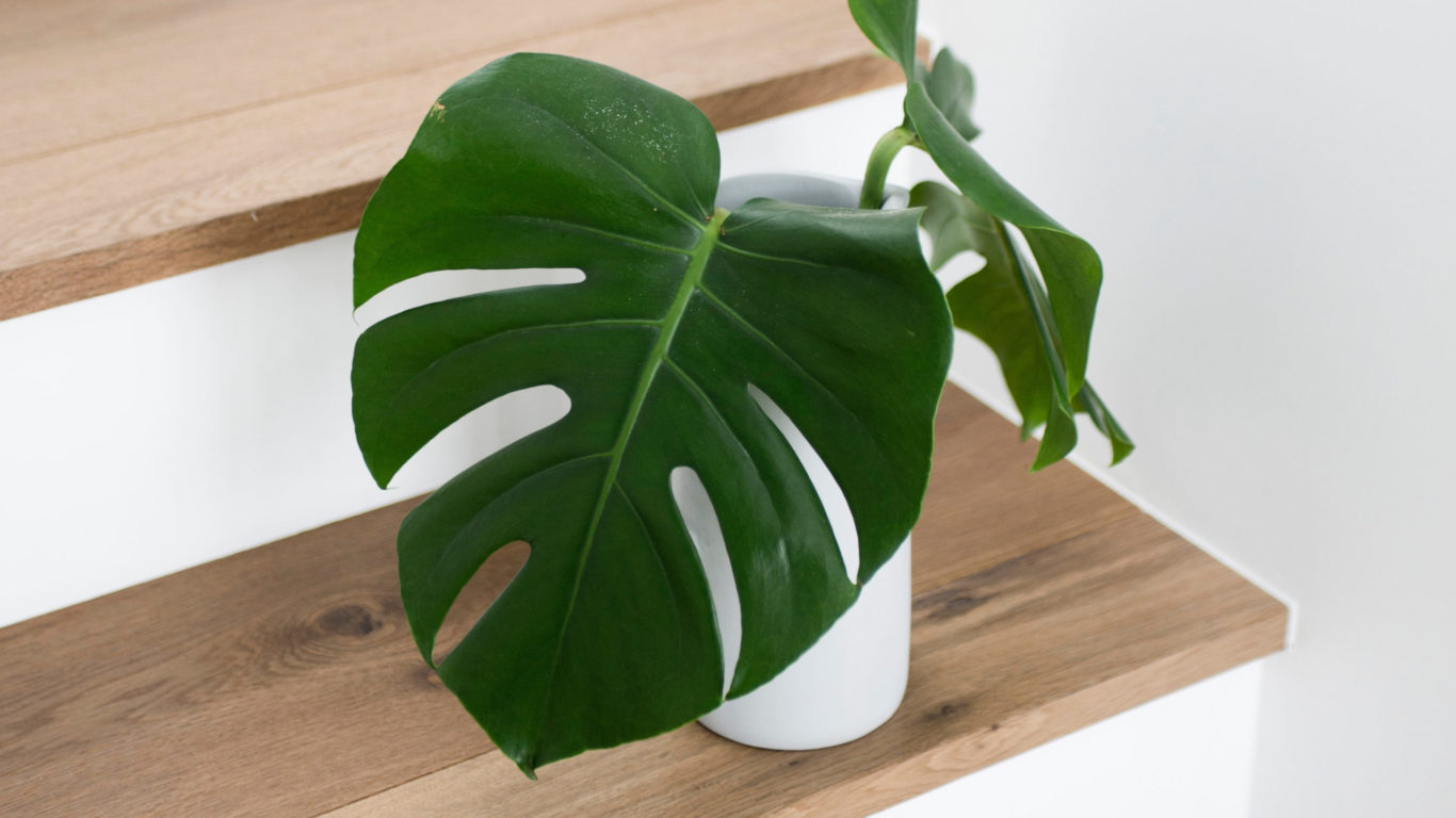 Detta anche monstera deliciosa con le sue foglie dall'aspetto selvaggio è perfetta per allestire uno ambiente urban jungle