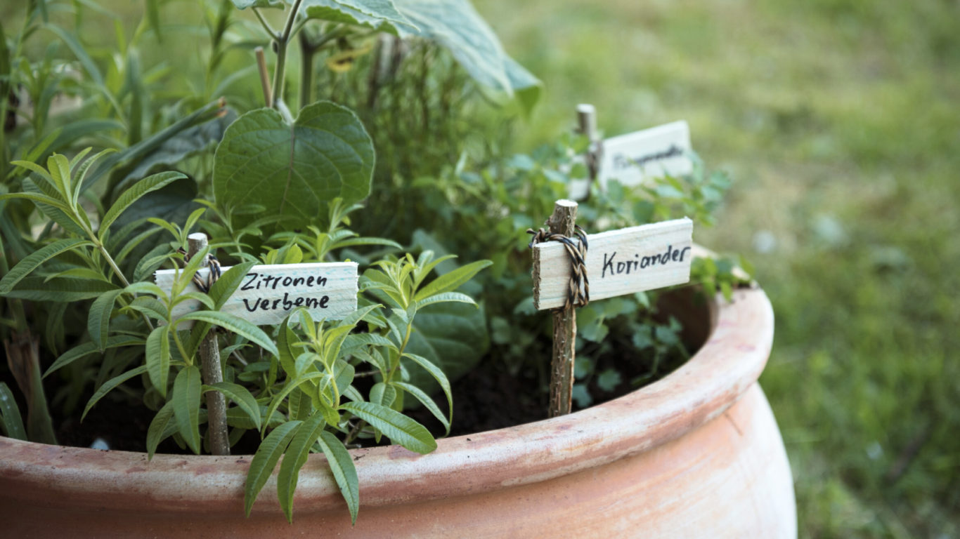 Le piante aromatiche possono essere coltivate negli orti e nei giardini ma anche sui balconi o sui davanzali.