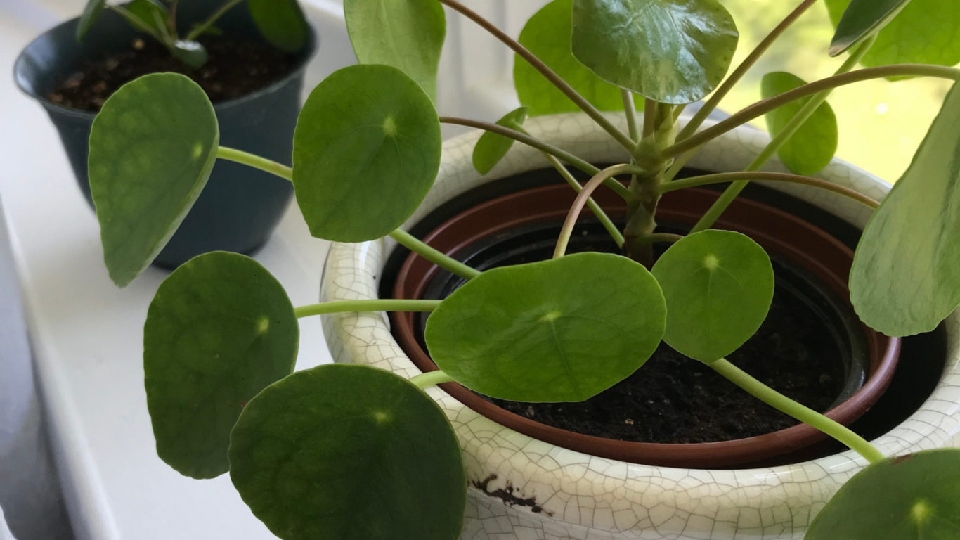Detta anche pianta delle monete per via della particolare forma delle sue foglie quasi perfettamente a cerchio.