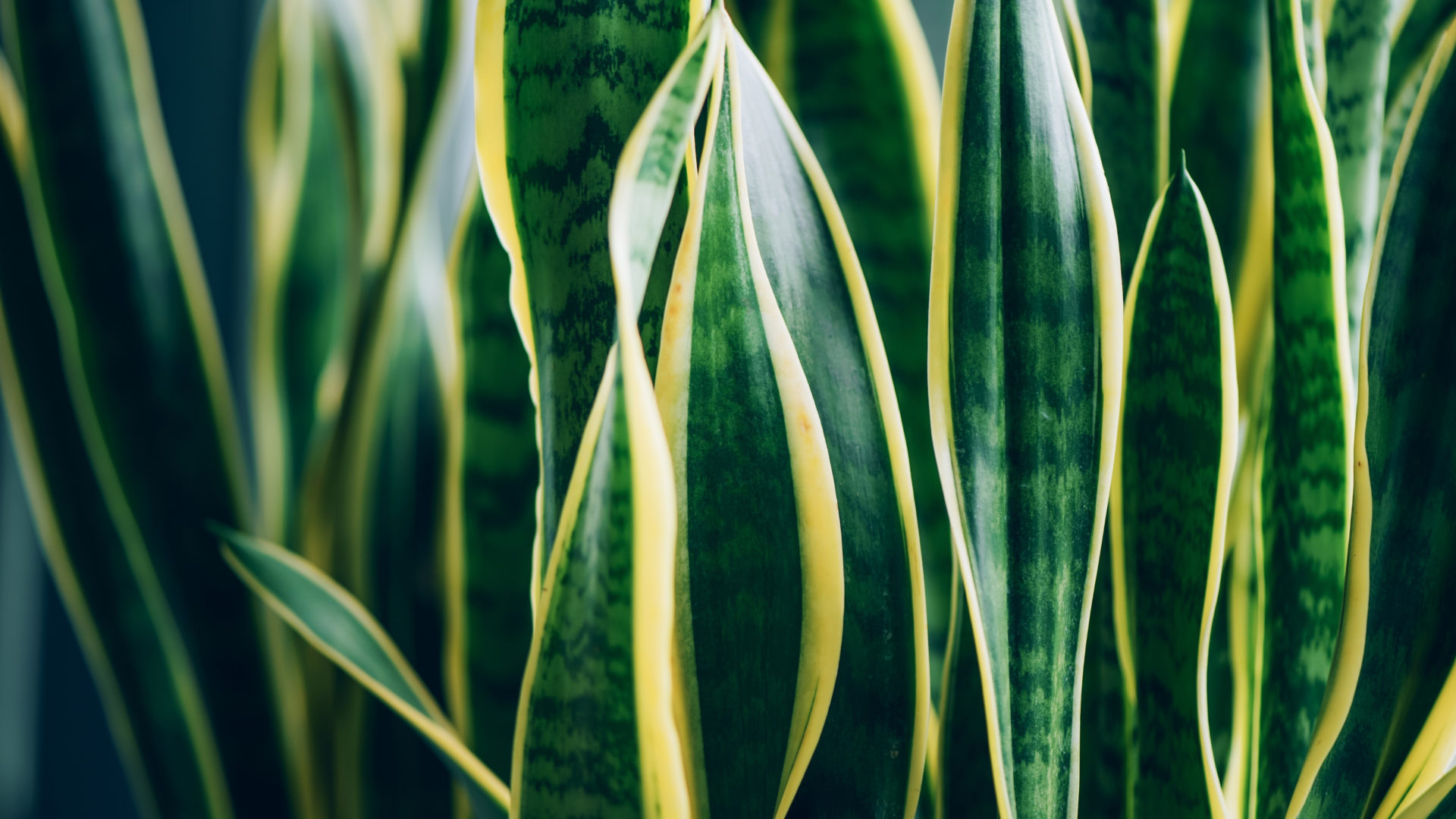 La sansevieria è una pianta semplicissima da curare e allo stesso tempo è molto efficace come elemento d'arredo.