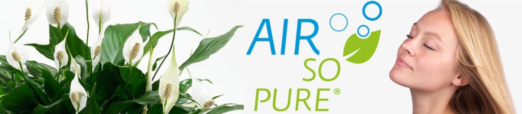 Le piante che depurano l’aria
